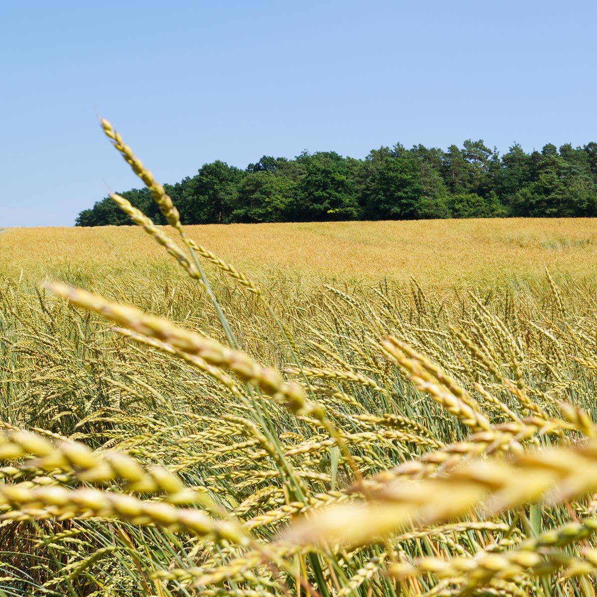 Grünkernfeld kurz vor der Ernte